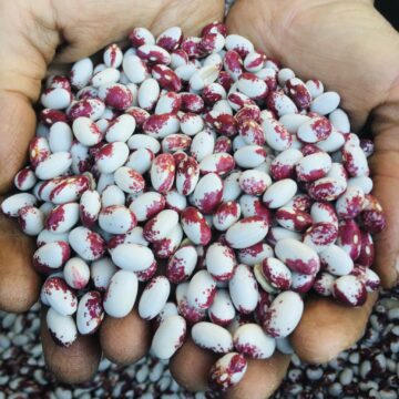 Packaging kidney beans