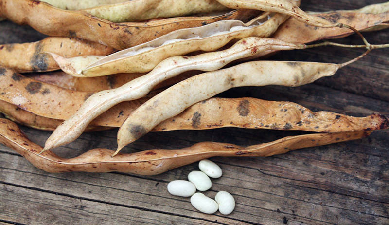 Quality check of kidney beans