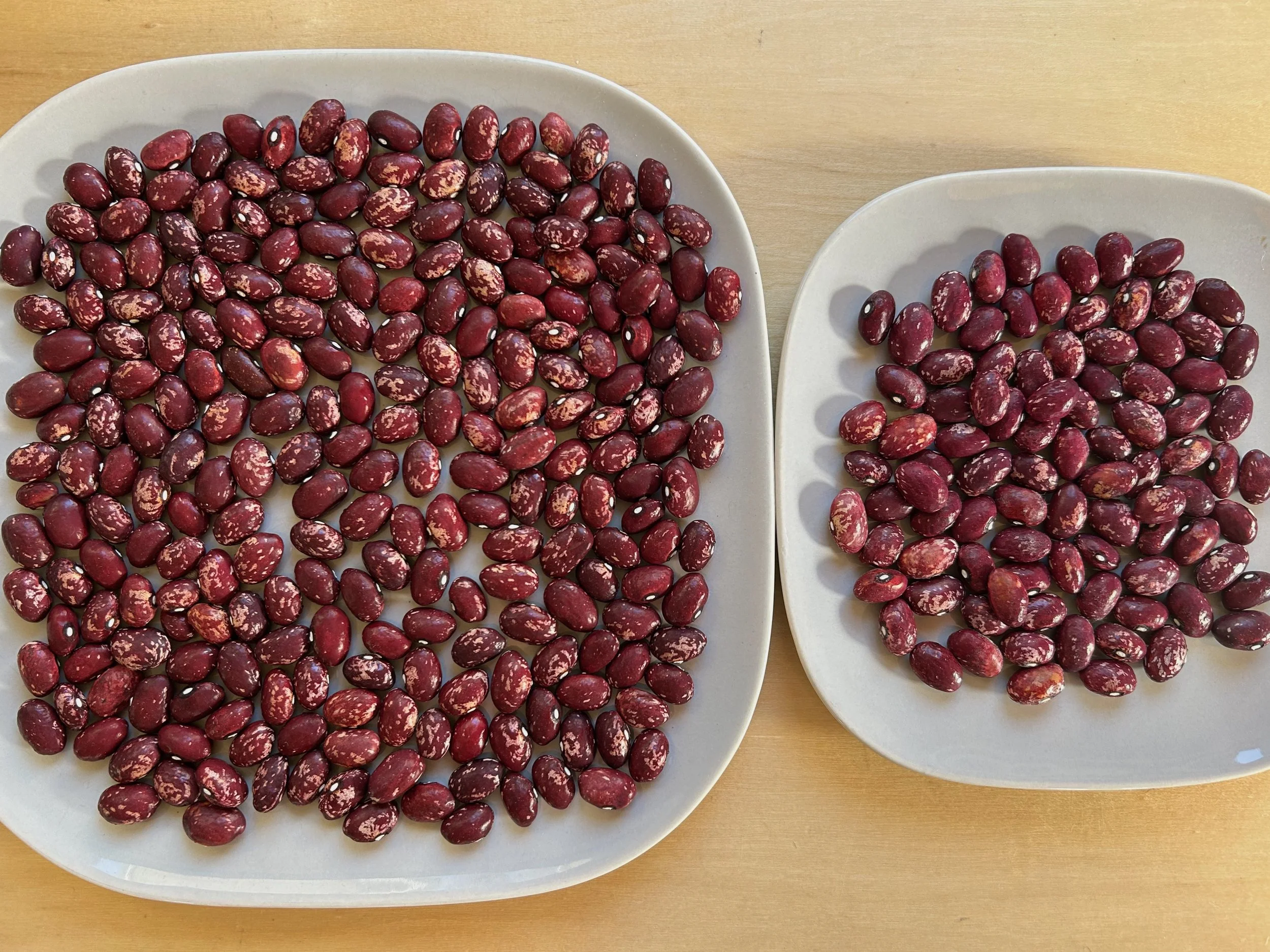 Sorting kidney beans