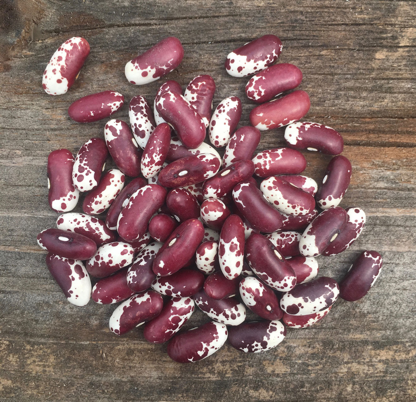 Packed Kidney Beans