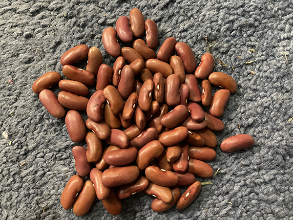 Red Kidney Beans