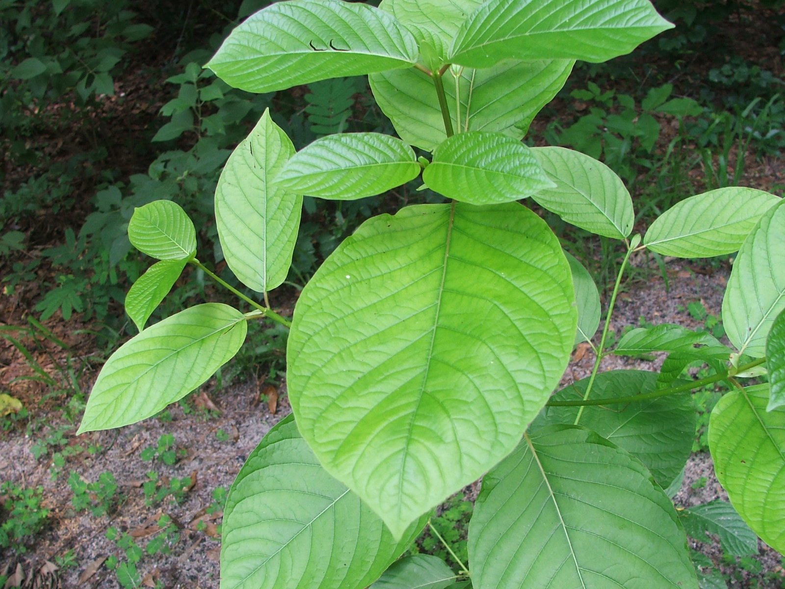 Producing Kratom powder