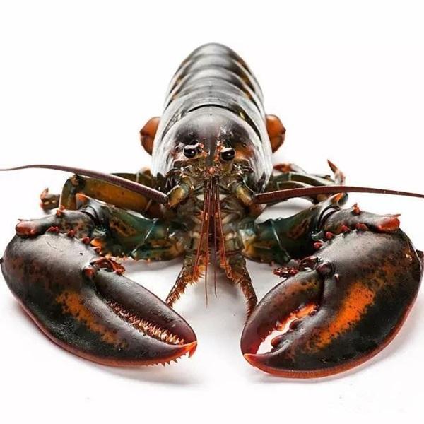 Lobster Farm in Indonesia