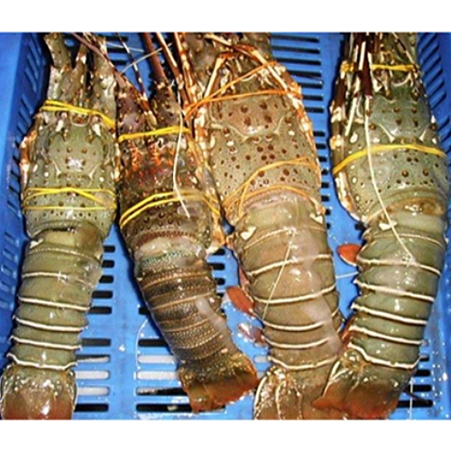 Packaging Lobsters for export