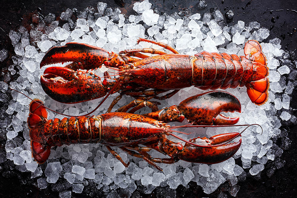 Live Lobster