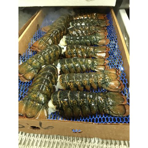 Lobster packed for export