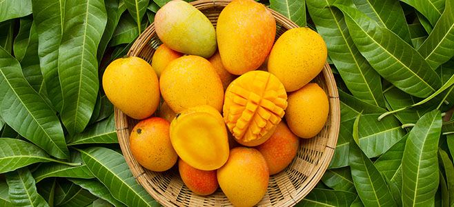 Mango harvesting