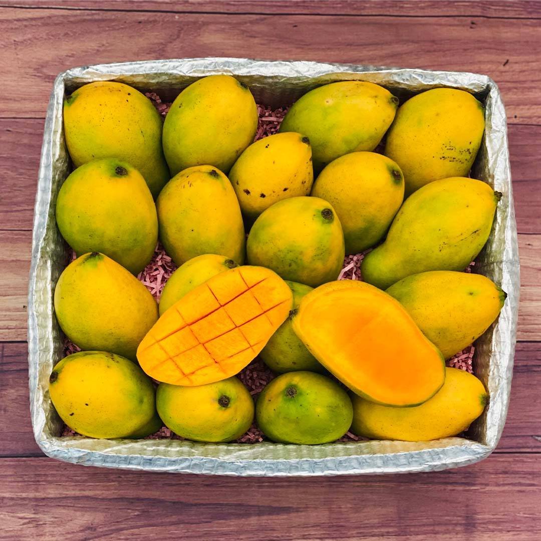 Lush mango orchard