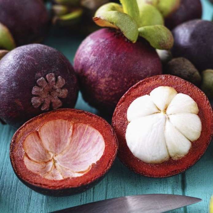 Mangosteen orchard