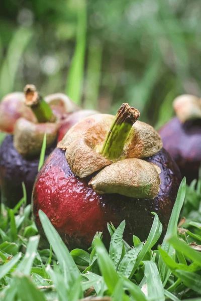 Sorting Mangosteen fruit