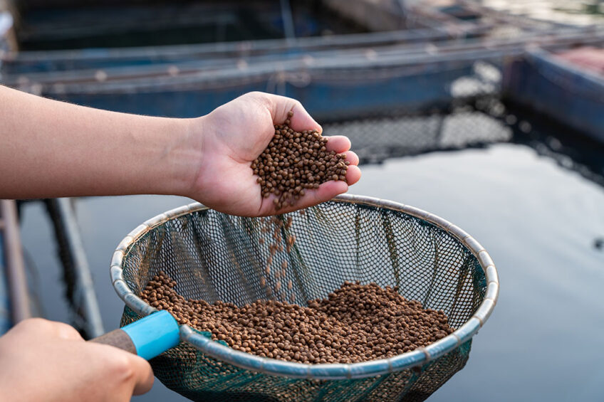 Marine & Feed Ingredients