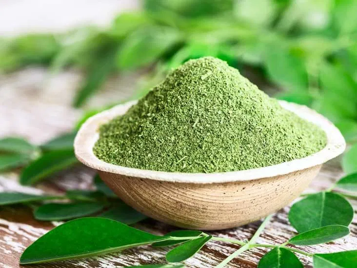 Harvesting Moringa leaves