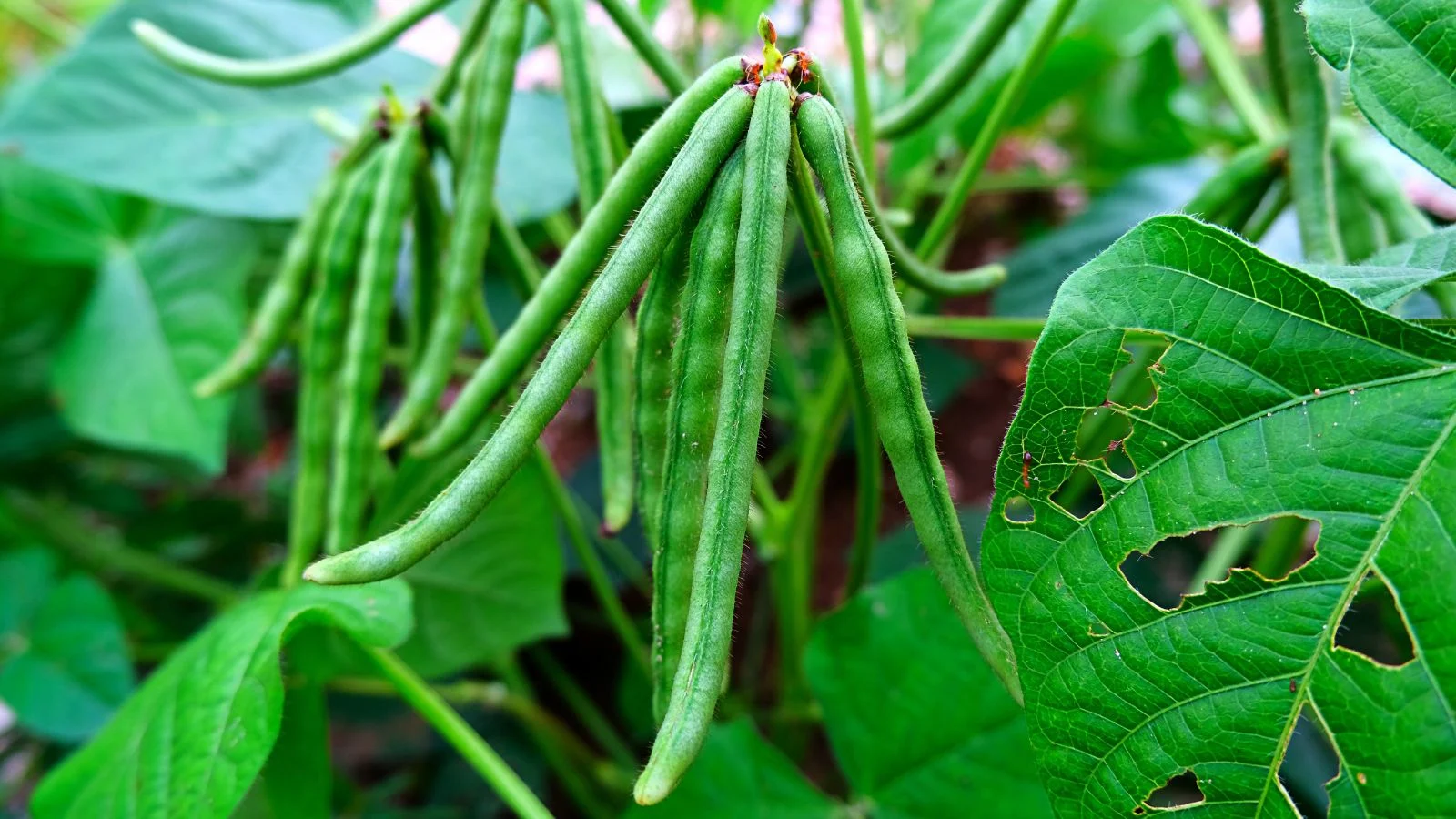 Mung Bean Sprouts