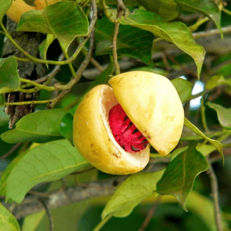 Nutmeg farm