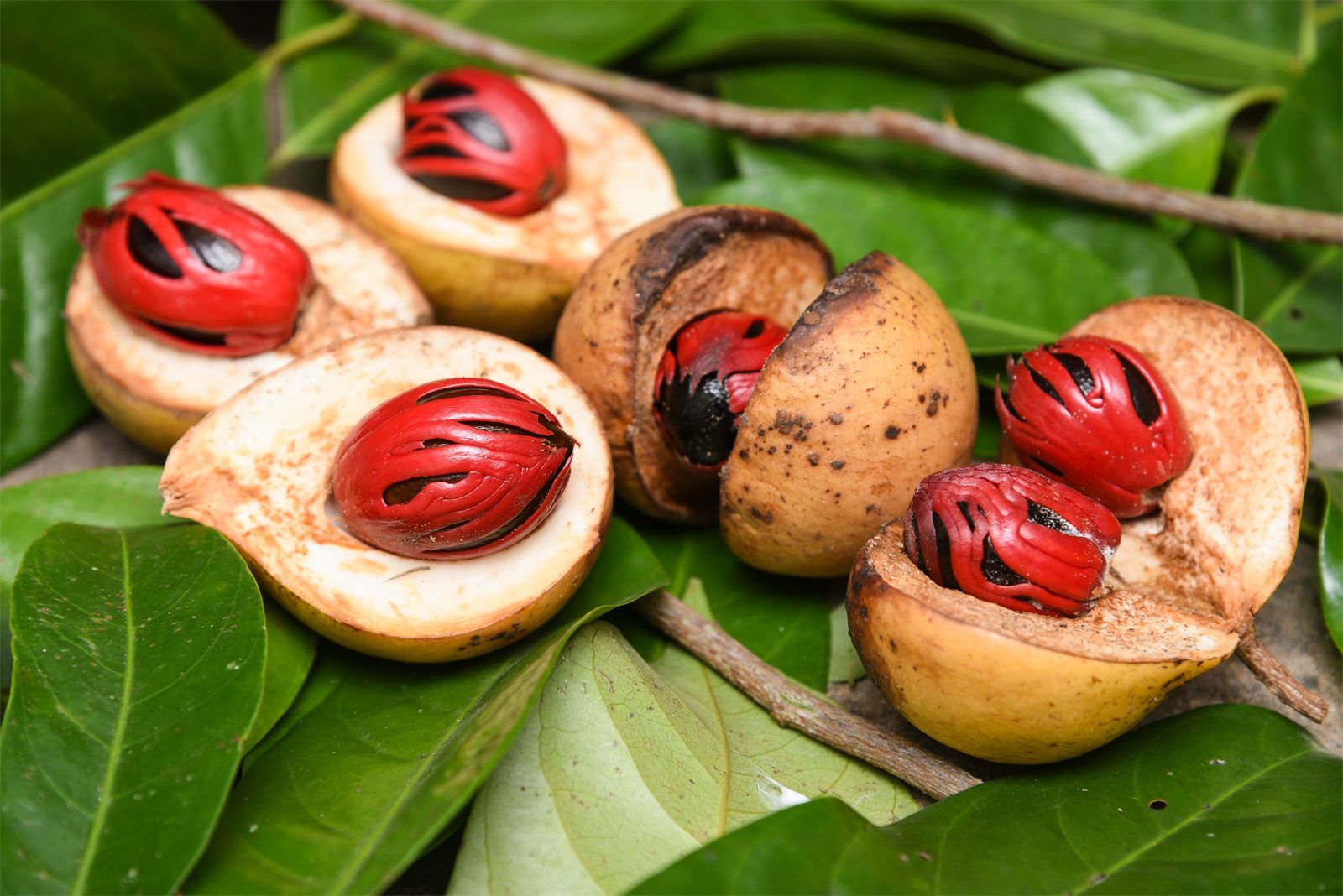 Ground Nutmeg