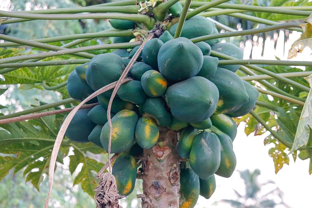 Fresh Papaya Fruit