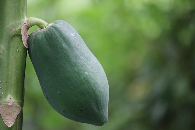 Dried Papaya Slices
