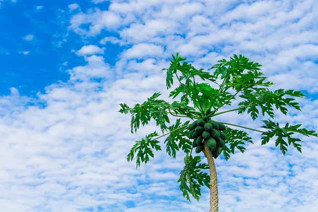 Papaya Tree Farm