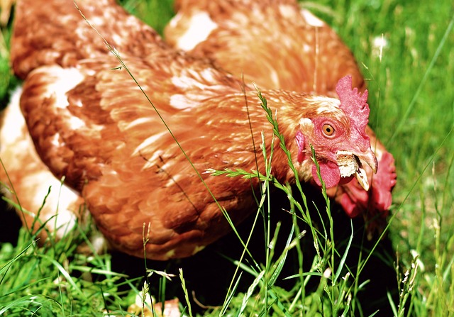 PKC for Poultry Feed