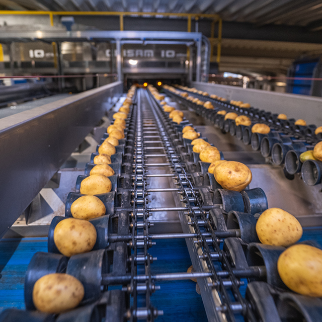 Processing Potatoes