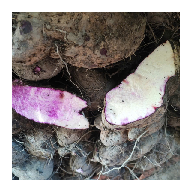 Packaging Purple Yams