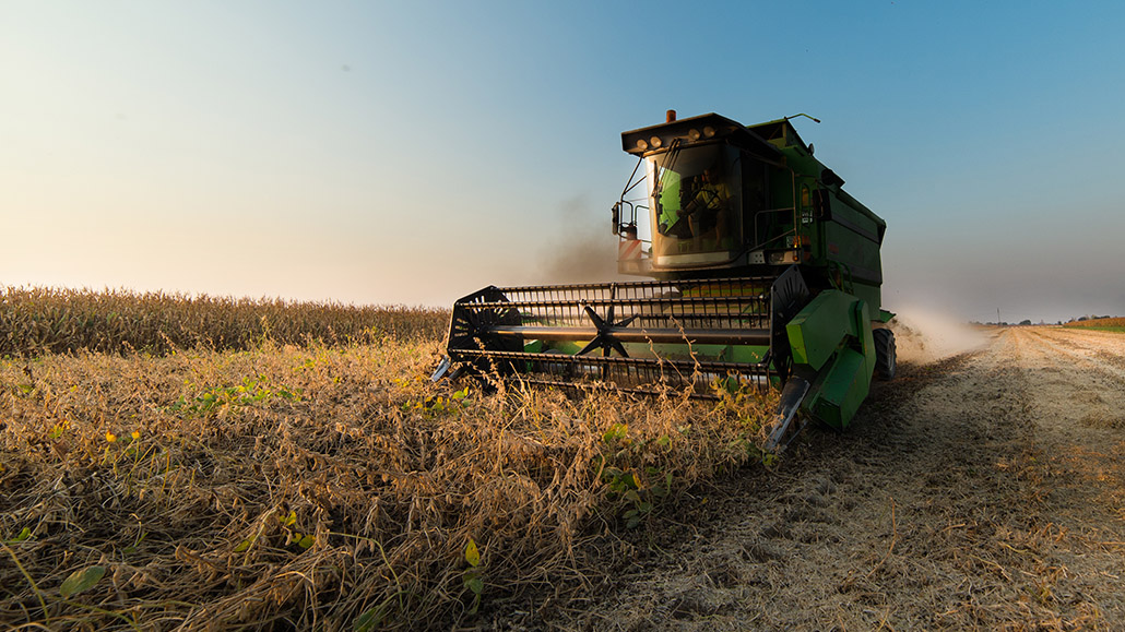 Soybean Harvest